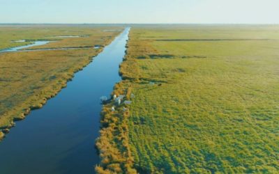 Botulisme aviaire en Loire-Atlantique, une crise majeure